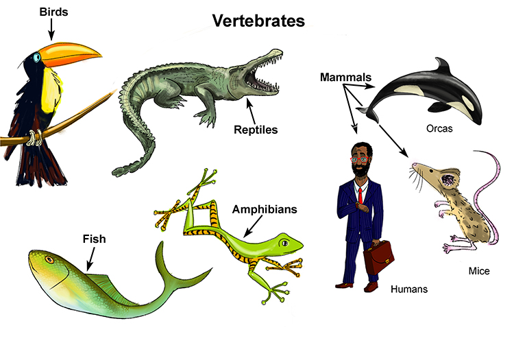 Fish, birds, reptiles, amphibians and mice all have endoskeletons